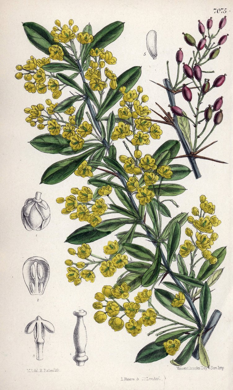Berberis lycium, arbuste d
