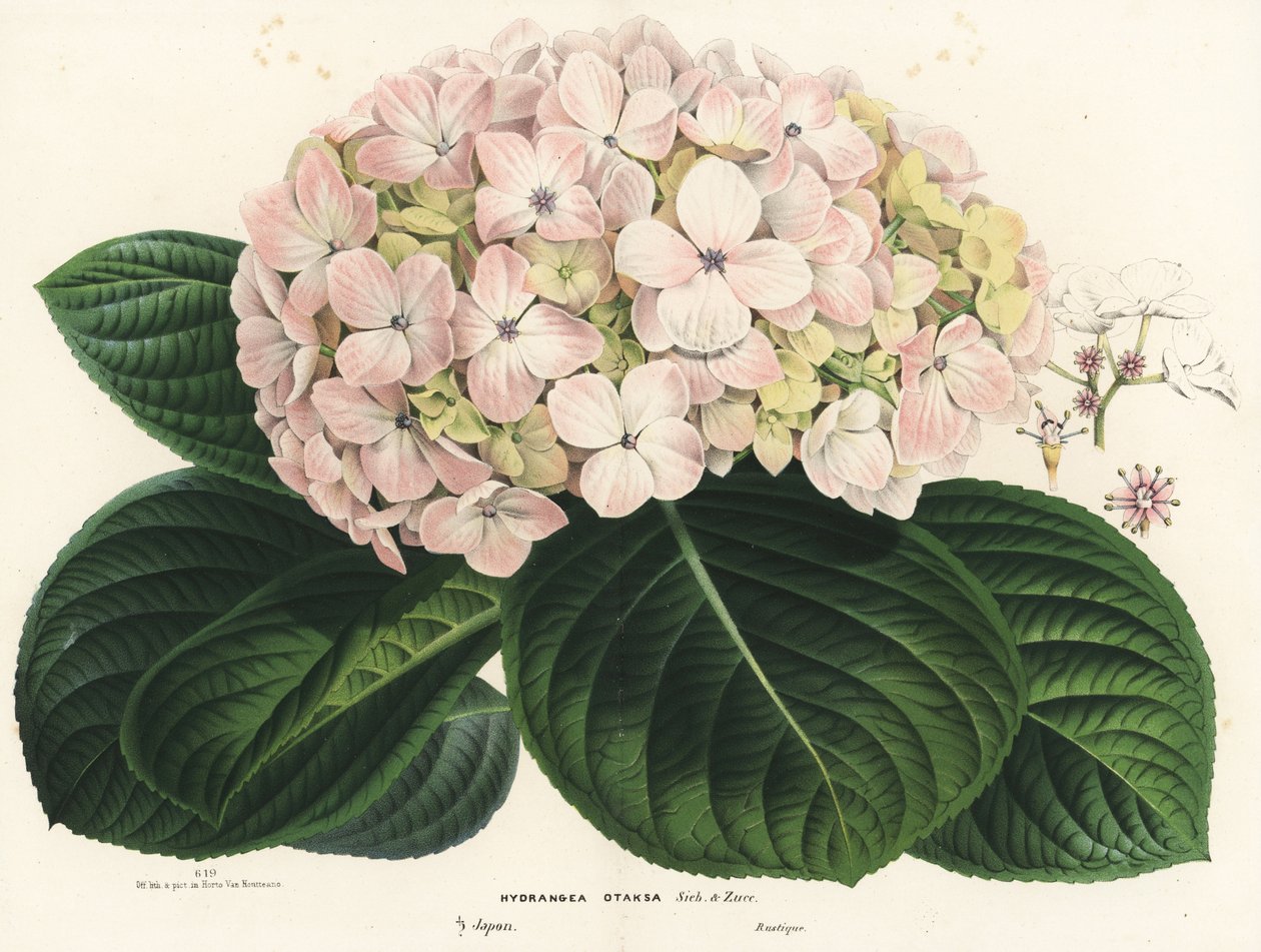 Hortensia à grandes feuilles, Hydrangea macrophylla (Hydrangea otaksa). Lithographie coloriée à la main de "Flore des Serres et des Jardins de l