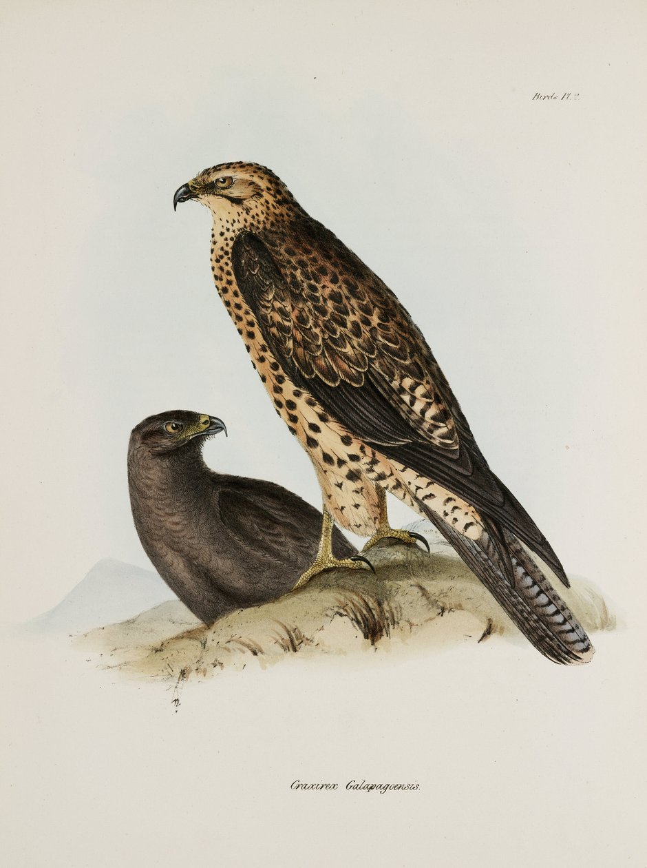 Oiseaux de proie, Îles Galápagos, vers 1832-1836 - Unbekannt