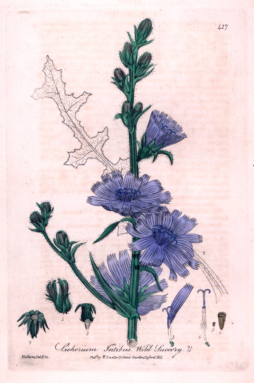 Chicorée amère (Cichorium intybus) - Unbekannter Künstler