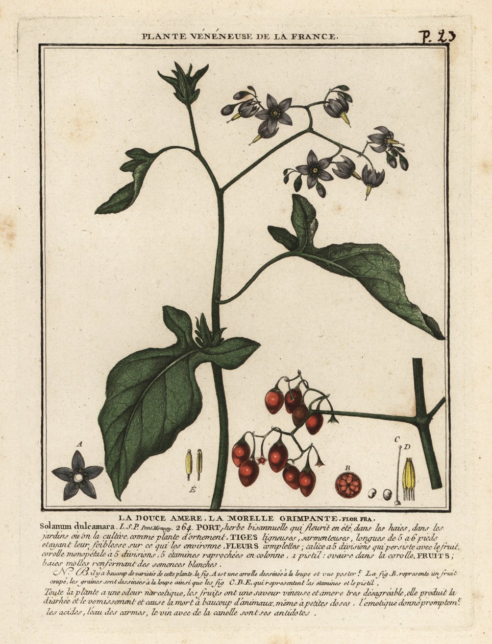 Morelle douce-amère, Solanum dulcamara - Unbekannter Künstler