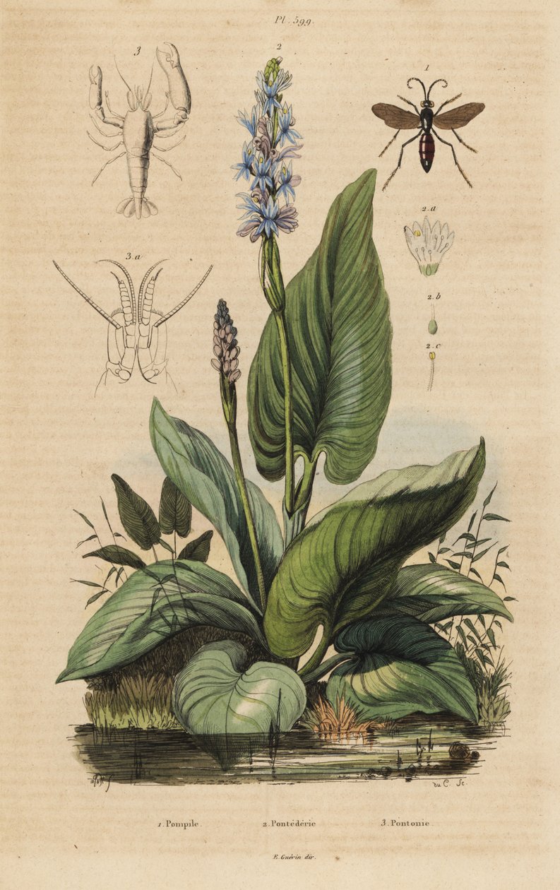 Guêpe araignée à bandes noires, Anoplius viaticus 1, pontédérie, Pontederia cordata 2, et crevette gardienne, Anchistus custos 3 - Unbekannt