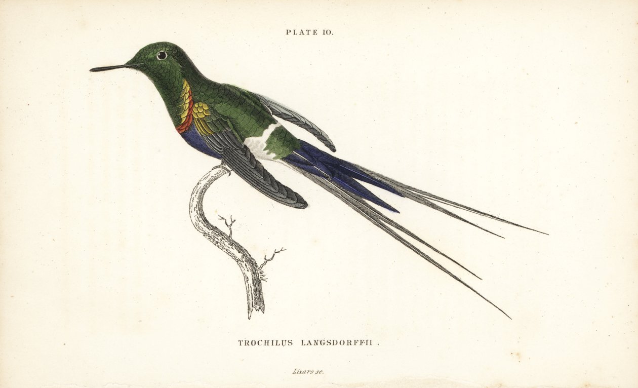 Colibri à ventre noir, Discosura langsdorffi (Colibri de Langsdorff, Trochilus langsdorffii) - Unbekannter Künstler