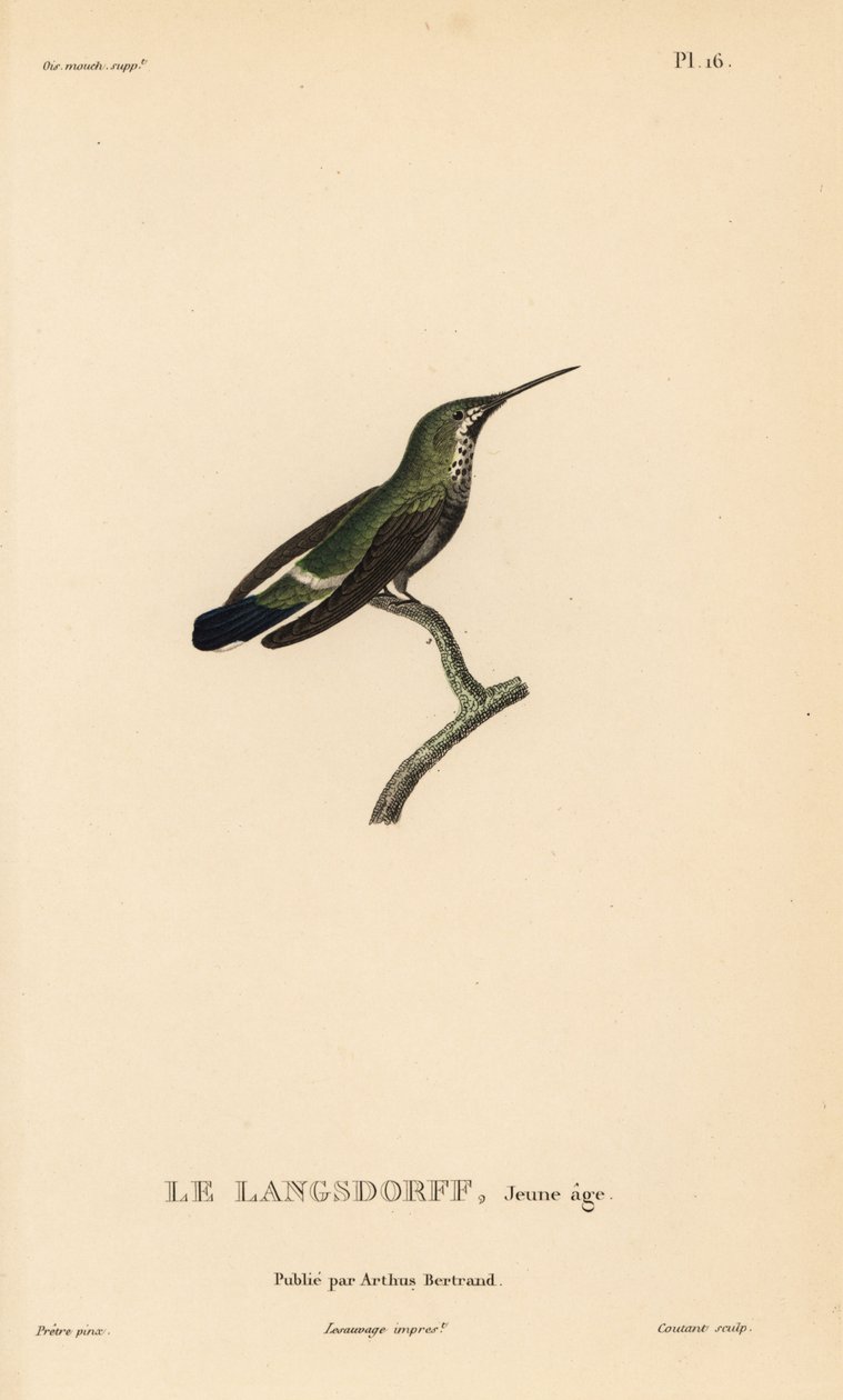 Colibri à queue noire, Discosura langsdorffi (Ornismya langsdorfii). Immature. Gravure sur acier coloriée à la main par Coutant d
