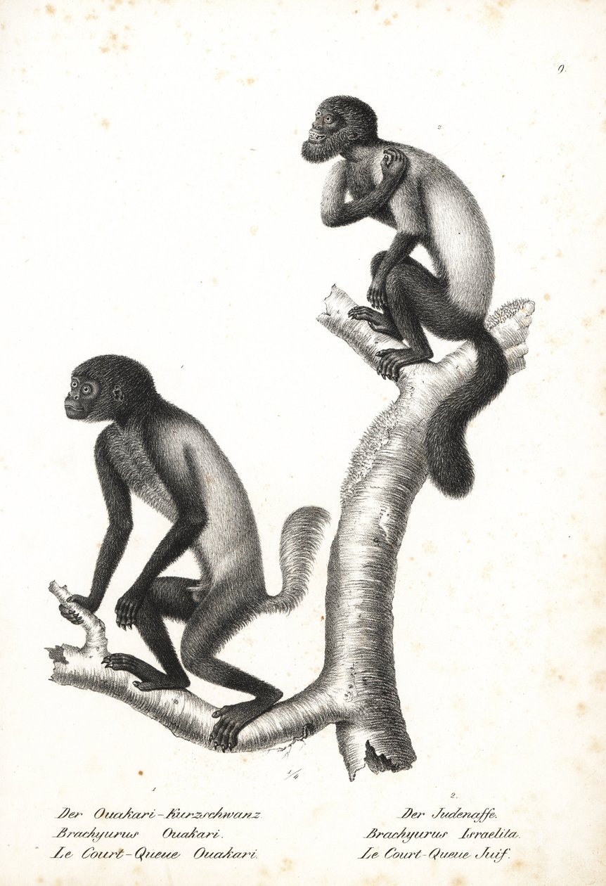 Ouakari à tête noire, Cacajao melanocephalus ouakary (Brachyurus ouakari) et saki barbu à dos brun, Chiropotes israelita (Brachyurus israelita). Lithographie par Karl Joseph Brodtmann de l