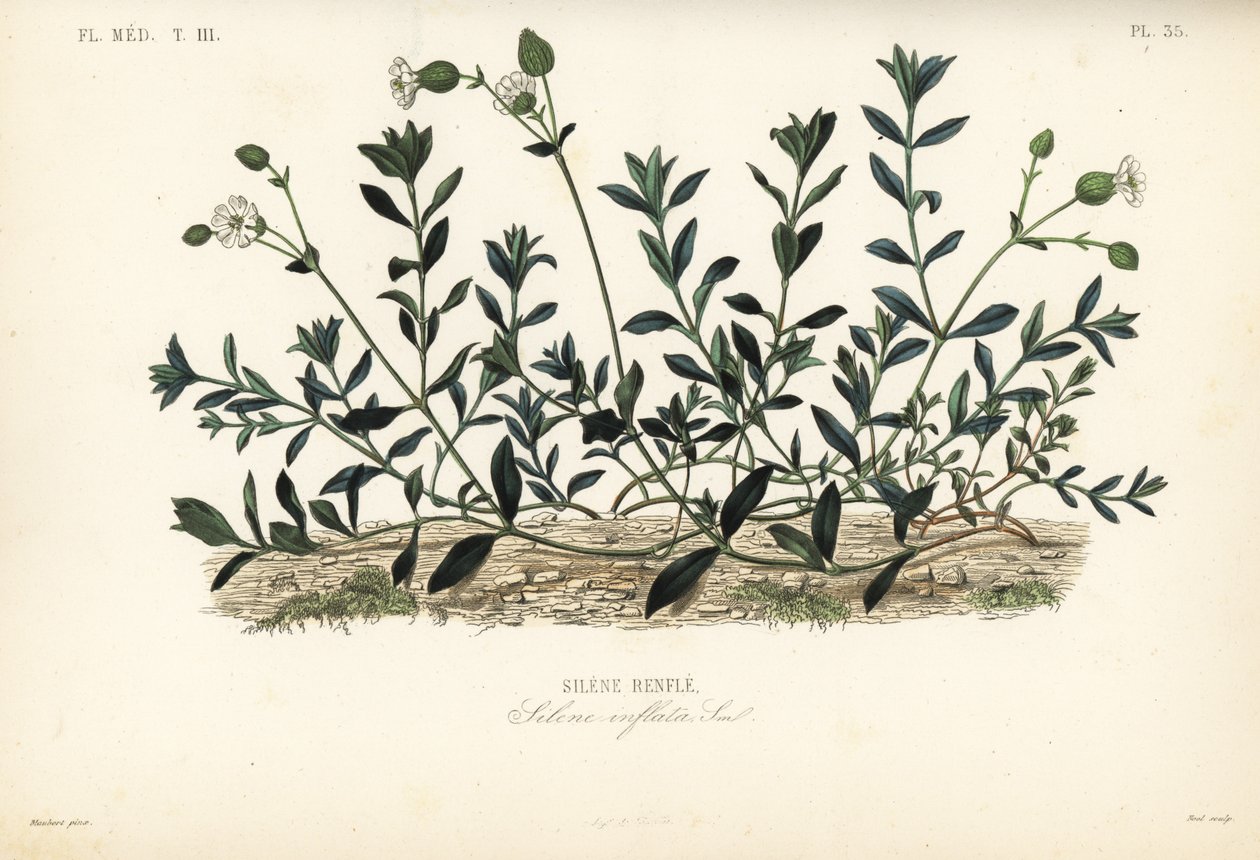 Silène enflé, Silene vulgaris - Unbekannt