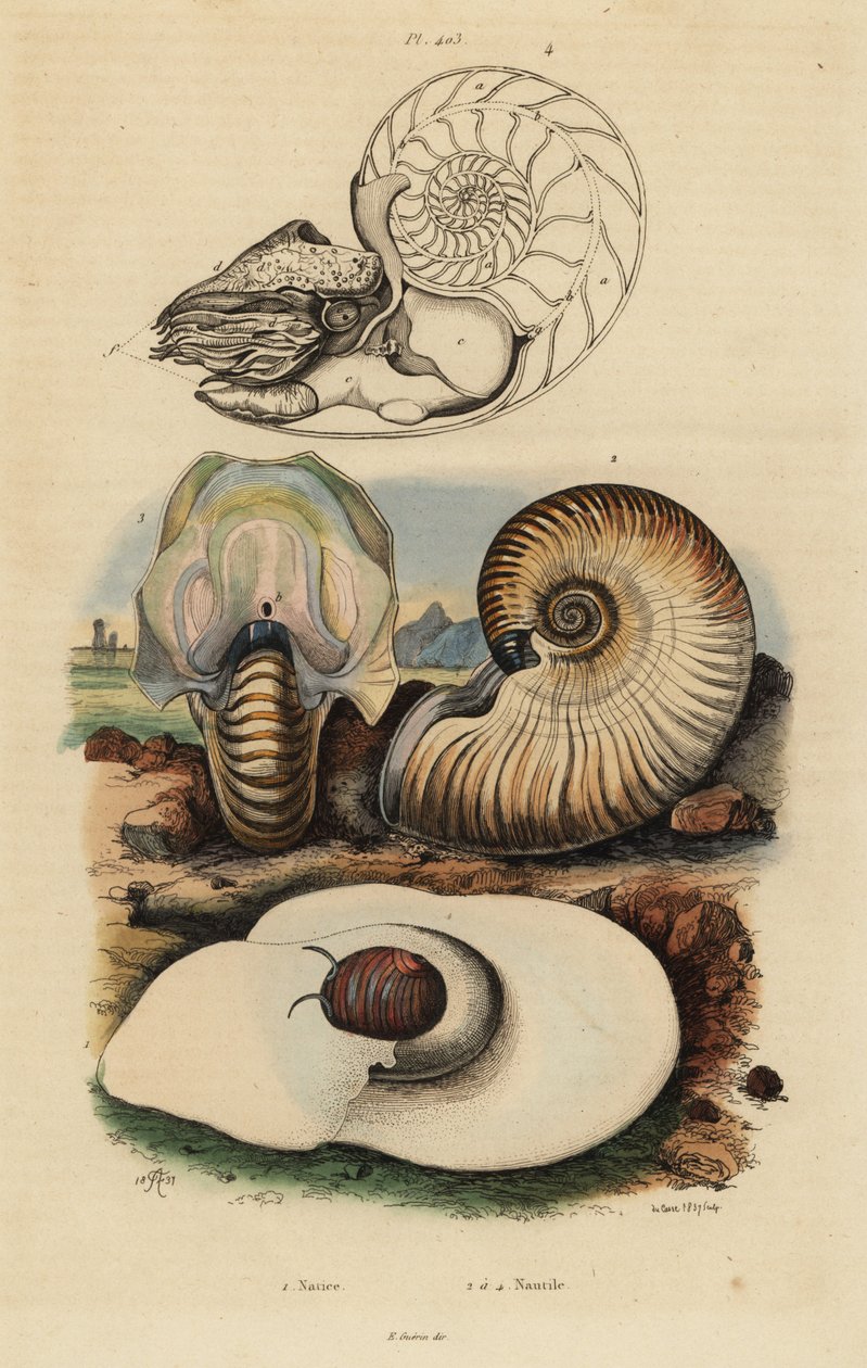 Escargot de lune, Neverita didyma 1, nautile croûteux, Nonion umbilicatulum 2, et nautile à chambres, Nautilus pompilius 3,4 - Unbekannt