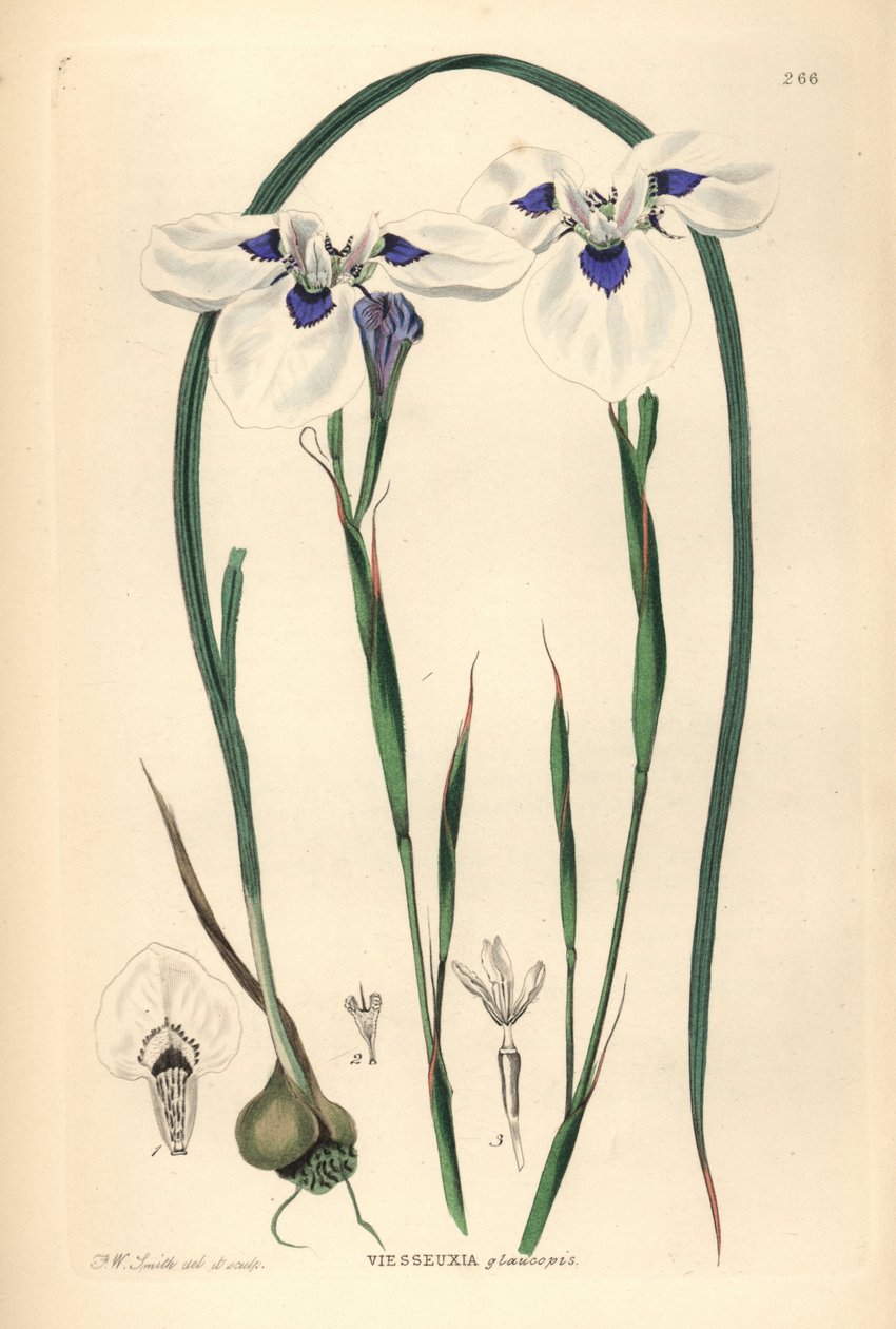 Moraea aristata aux yeux bleus - Unbekannter Künstler