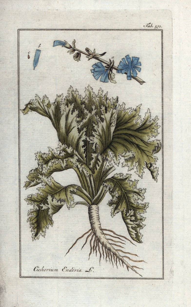 Endive (Cichorium endivia) - Unbekannter Künstler