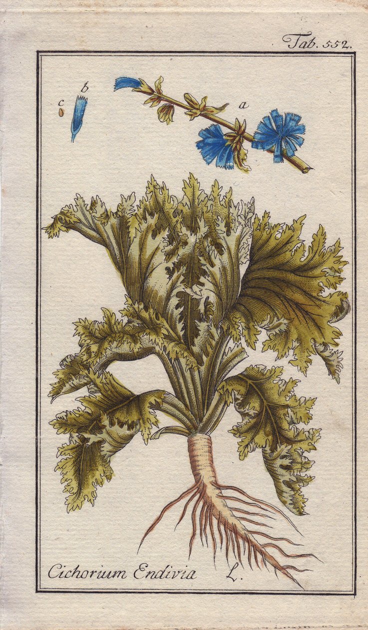 Botanique : plante d