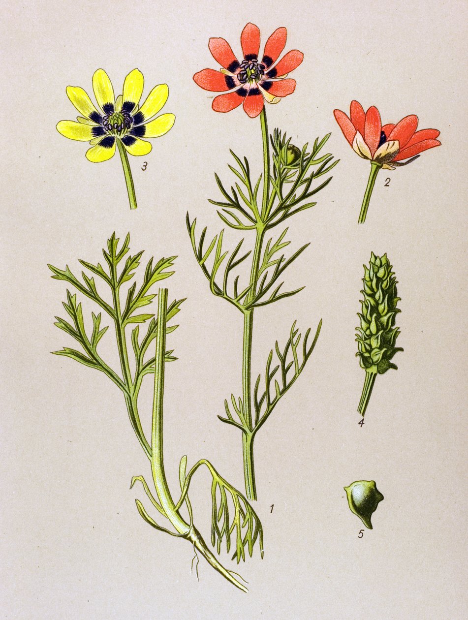 Planche botanique. Plante vénéneuse (toxique) et médicinale : adonis d