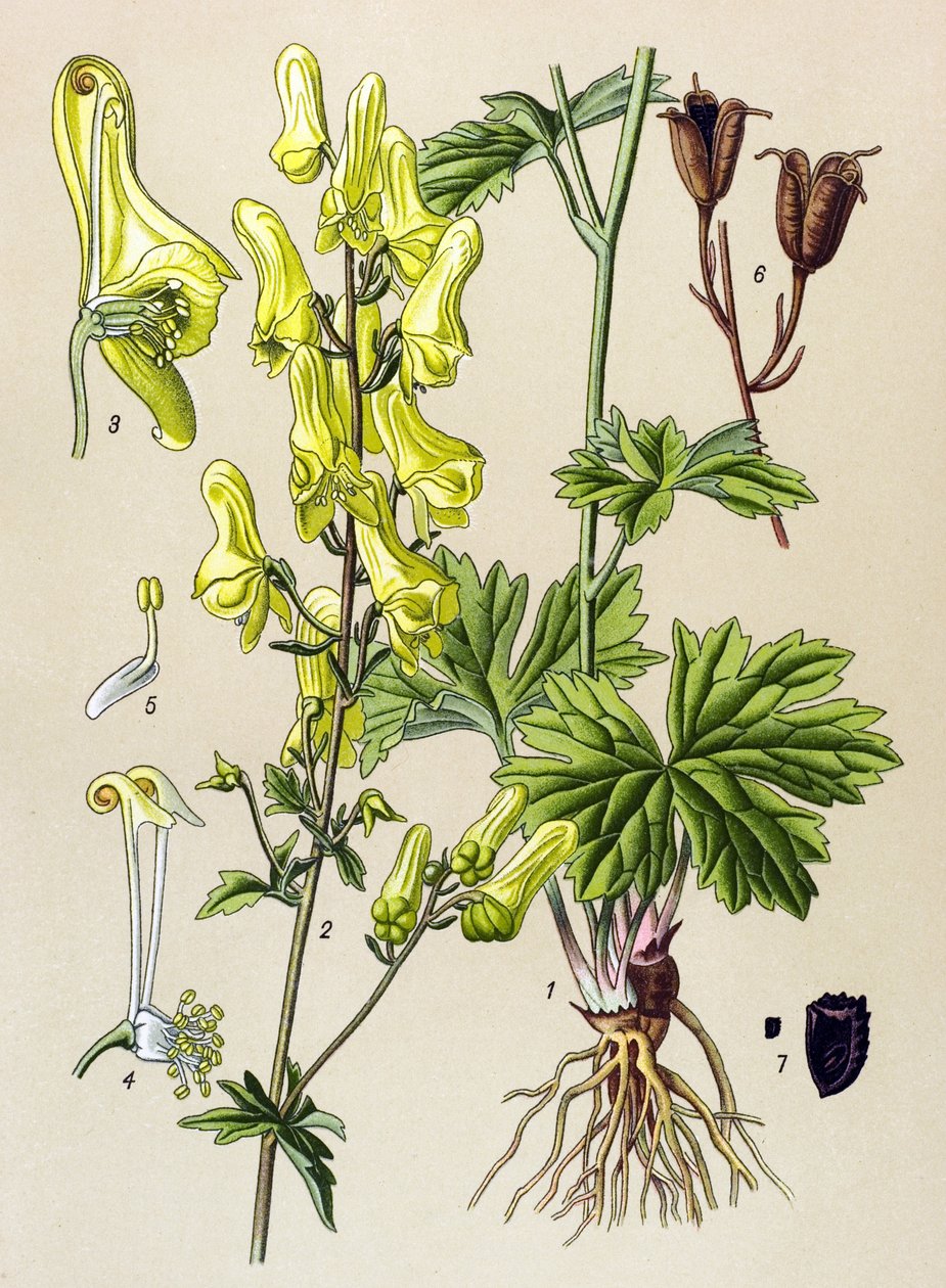 Planche botanique, plante vénéneuse et médicinale : Tue-loup (Aconitum lycoctonum) - Unbekannter Künstler