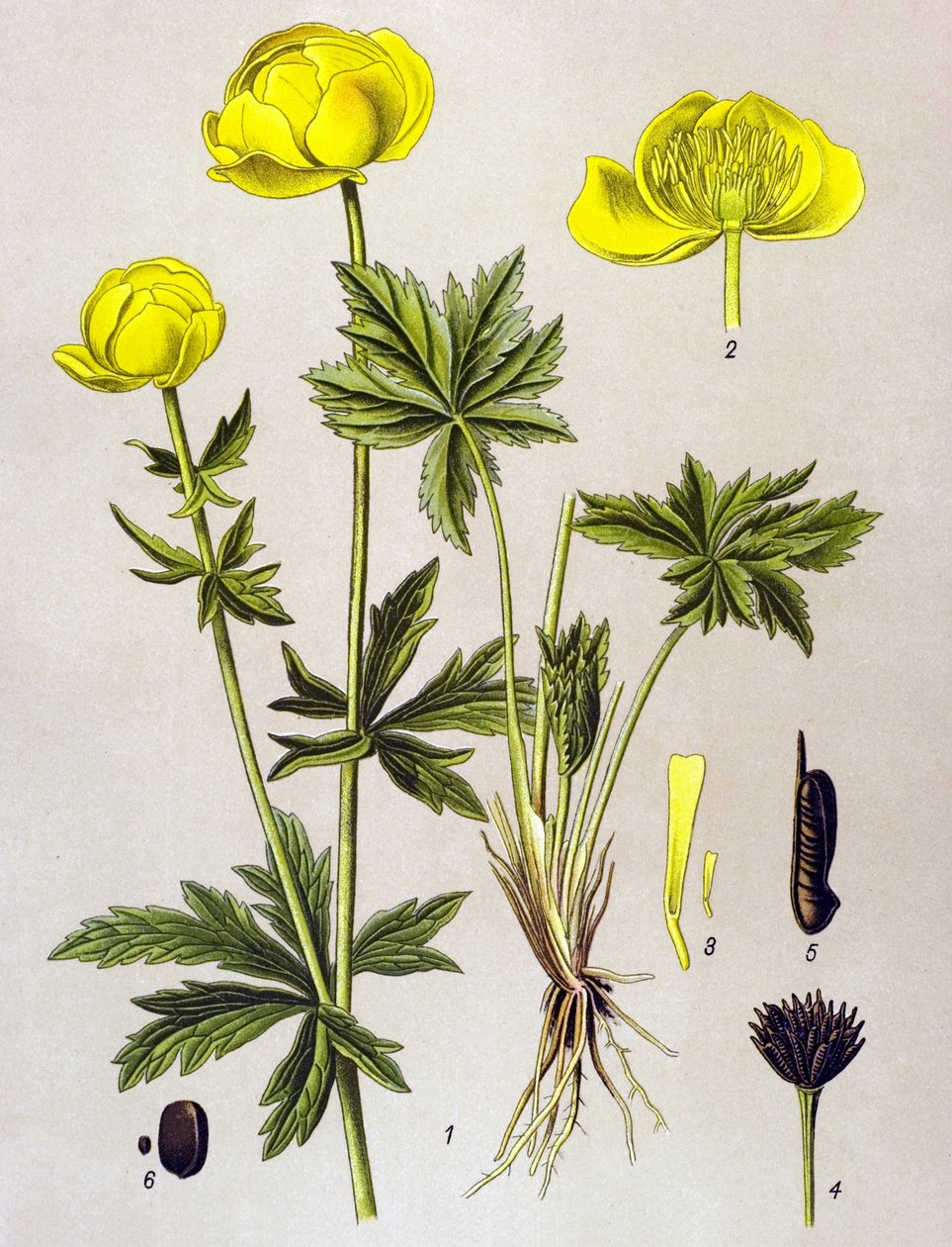 Planche botanique, plante vénéneuse : trolle d