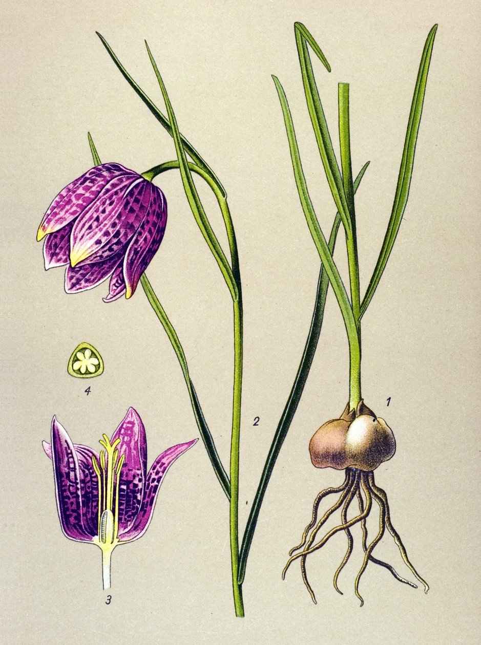 Planche botanique, plante vénéneuse : Fritillaire pintade (Fritillaria meleagris) - Unbekannter Künstler