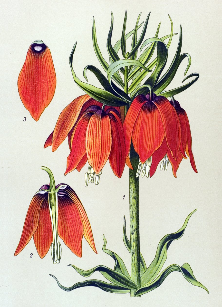 Planche botanique. Plante vénéneuse (toxique) : fritillaire impériale (Fritillaria imperialis) - Unbekannter Künstler