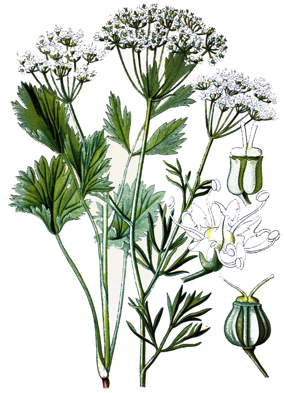 Planche botanique, plante médicinale : anis, chromolithographie vers 1870. - Unbekannter Künstler