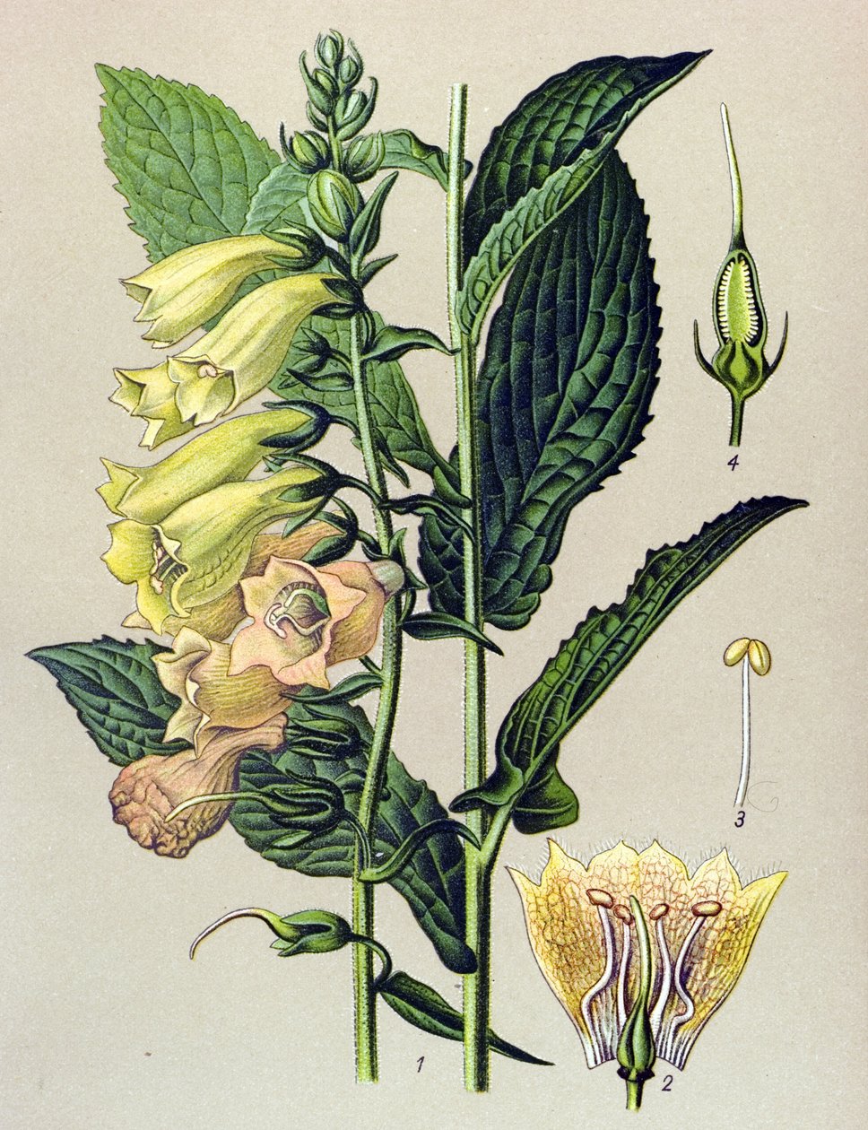 Planche botanique, plante : Digitale à grandes fleurs (Digitalis grandiflora) - Unbekannter Künstler