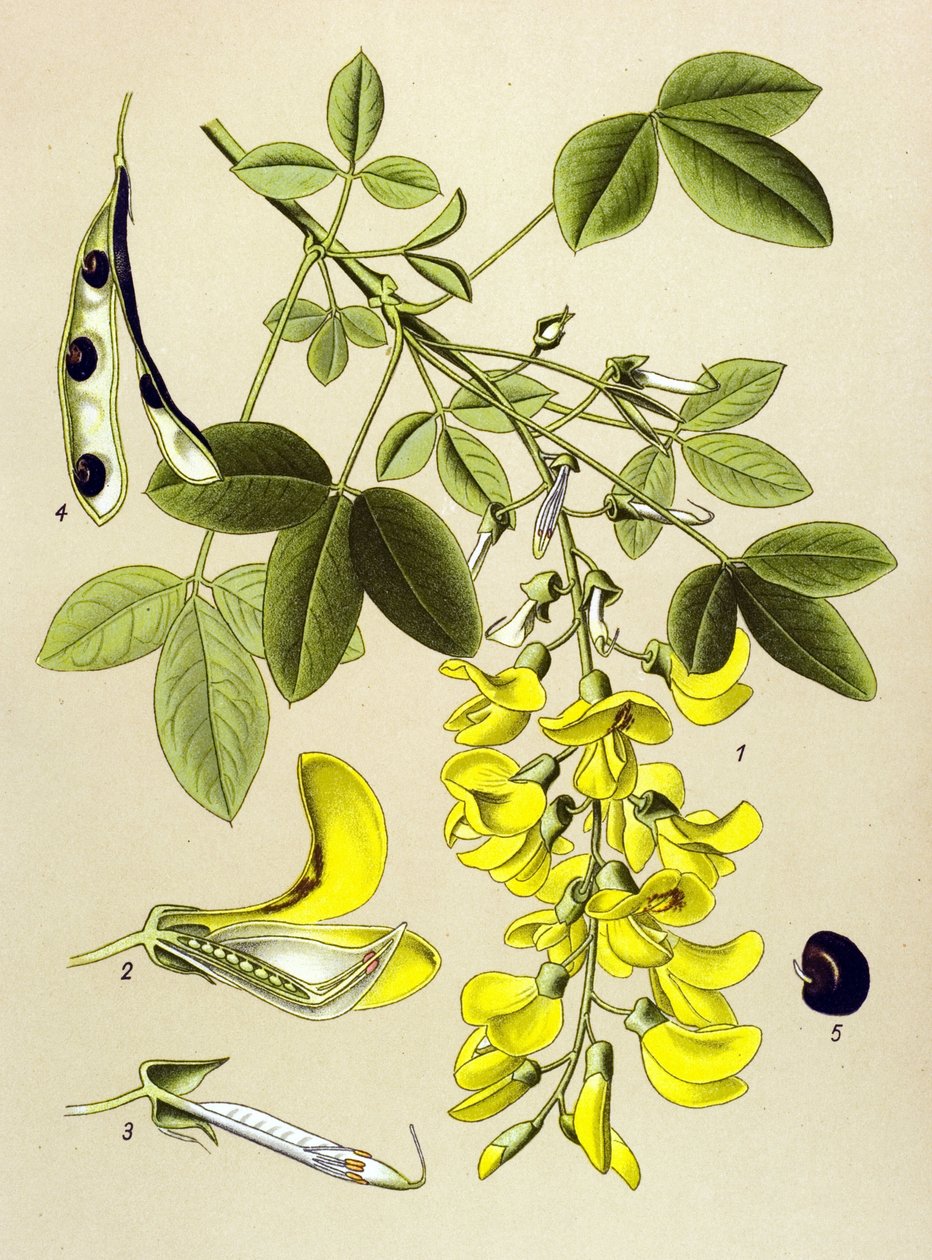 Planche botanique, plante : cytise commun ou faux ébène (Cytisus Laburnum) - Unbekannter Künstler