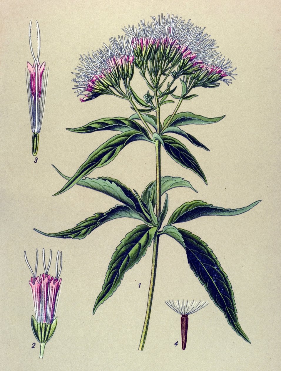 Planche botanique, plante : eupatoire à feuilles de chanvre (Eupatorium cannabinum) - Unbekannter Künstler