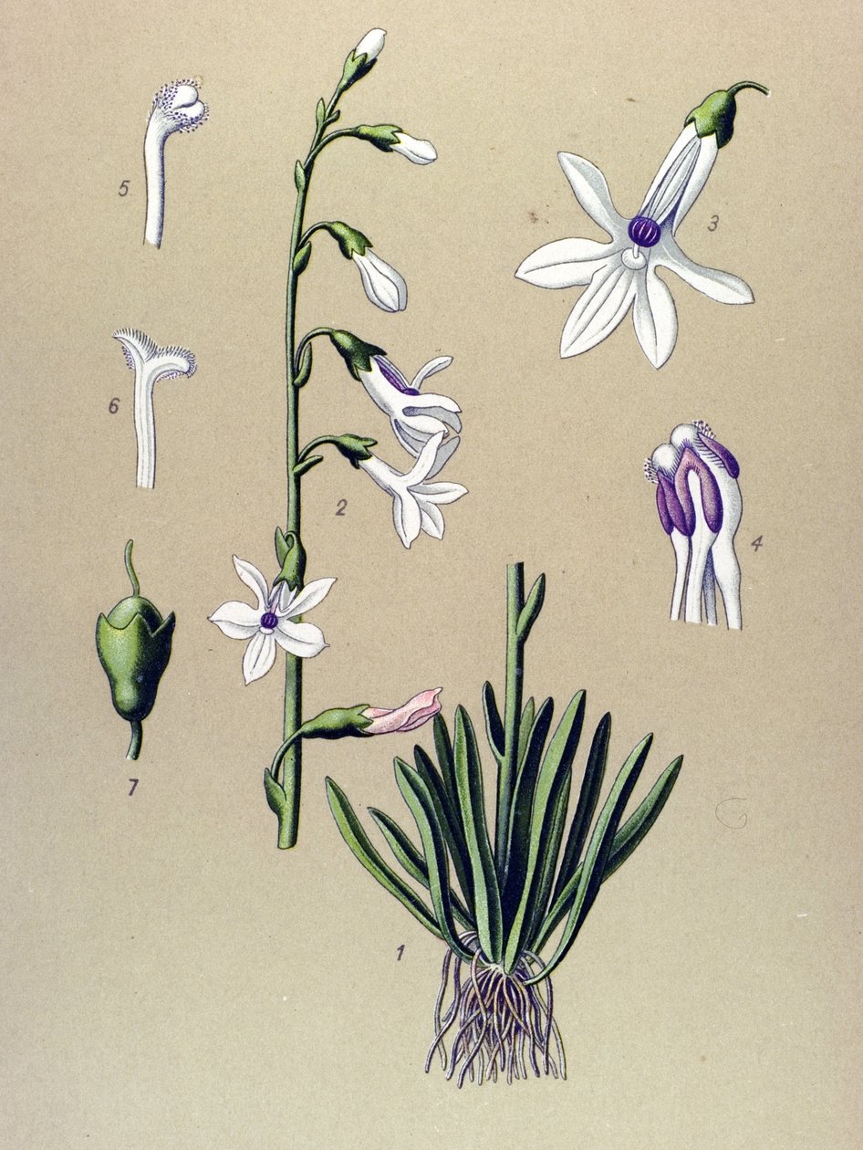 Planche botanique, plante : lobélie (Lobelia dortmanna) - Unbekannter Künstler