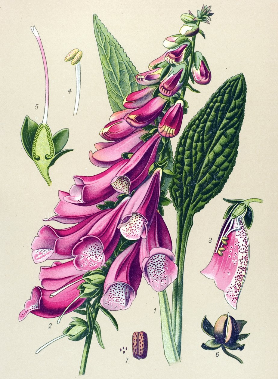 Planche botanique, plante : digitale pourpre (Digitalis purpurea) - Unbekannter Künstler
