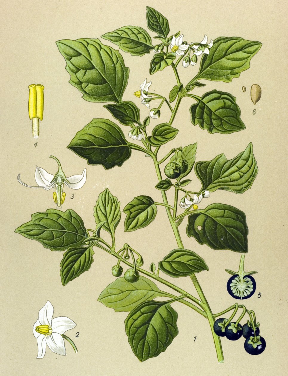 Planche botanique, plante vénéneuse (toxique) : morelle noire (Solanum nigrum) - Unbekannter Künstler