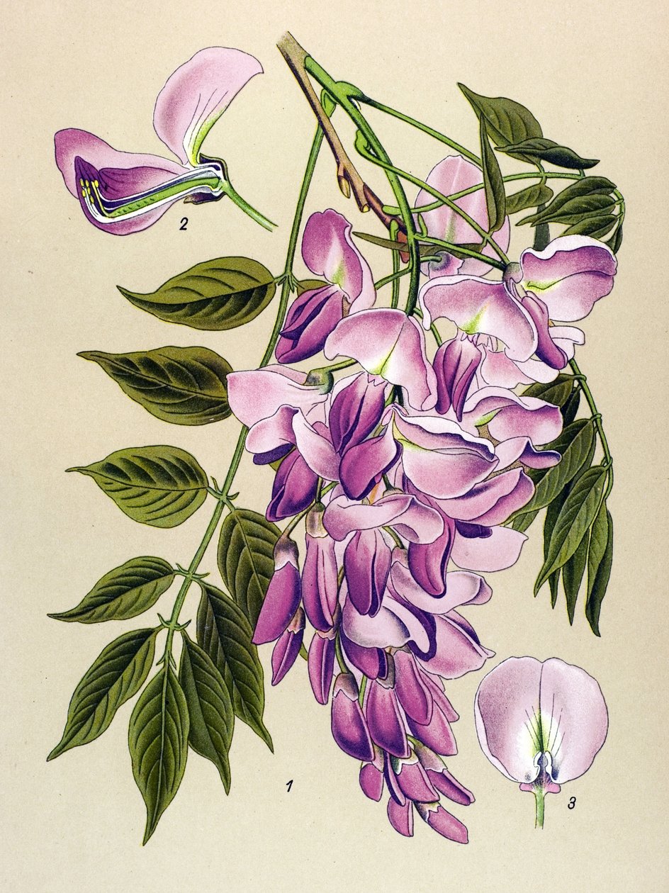 Planche botanique, plante vénéneuse : Glycine de Chine (Wistaria chinensis) - Unbekannter Künstler