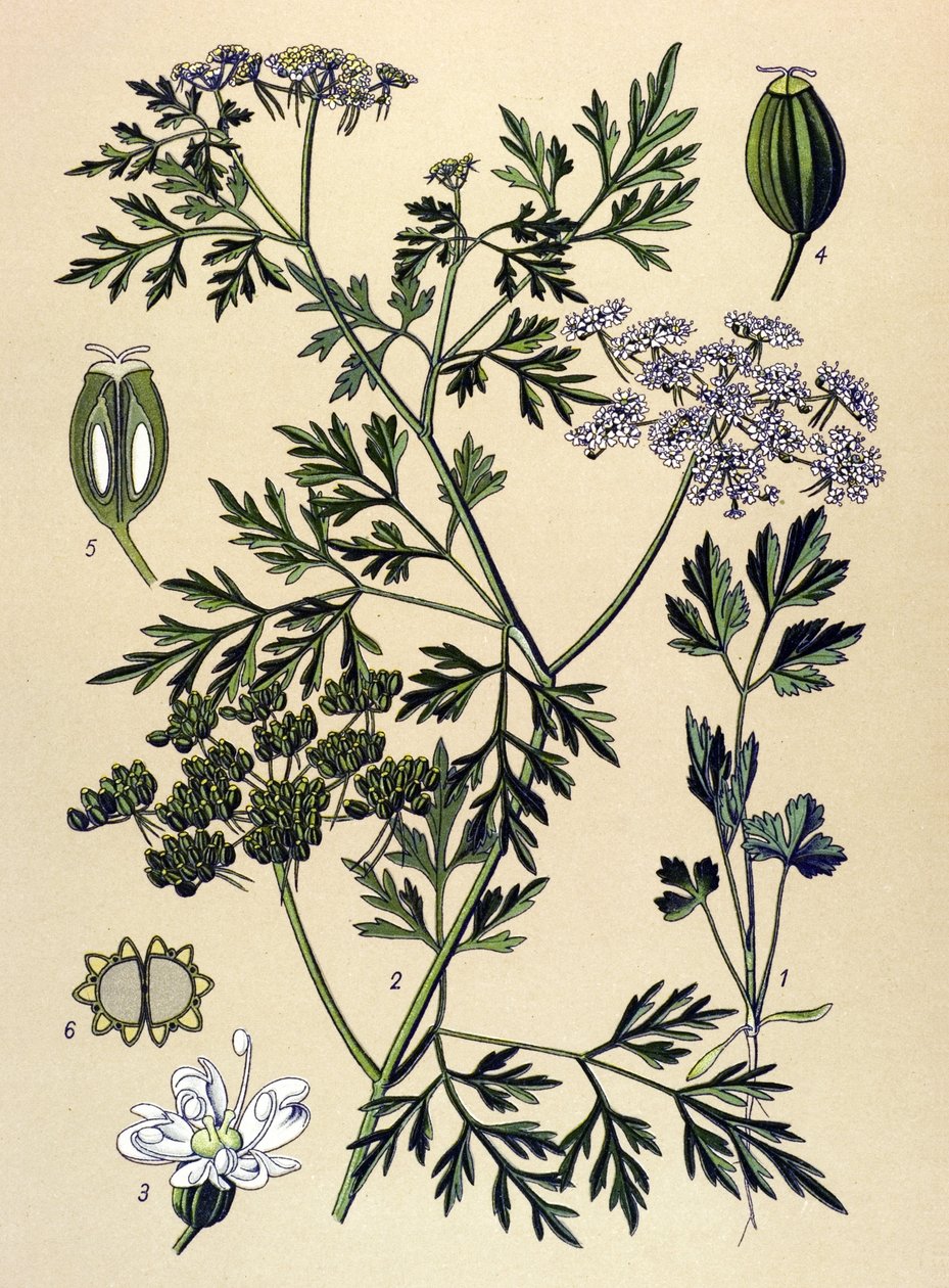 Planche botanique, plante vénéneuse : persil de chien ou faux persil (Aethusa cynapium) - Unbekannter Künstler