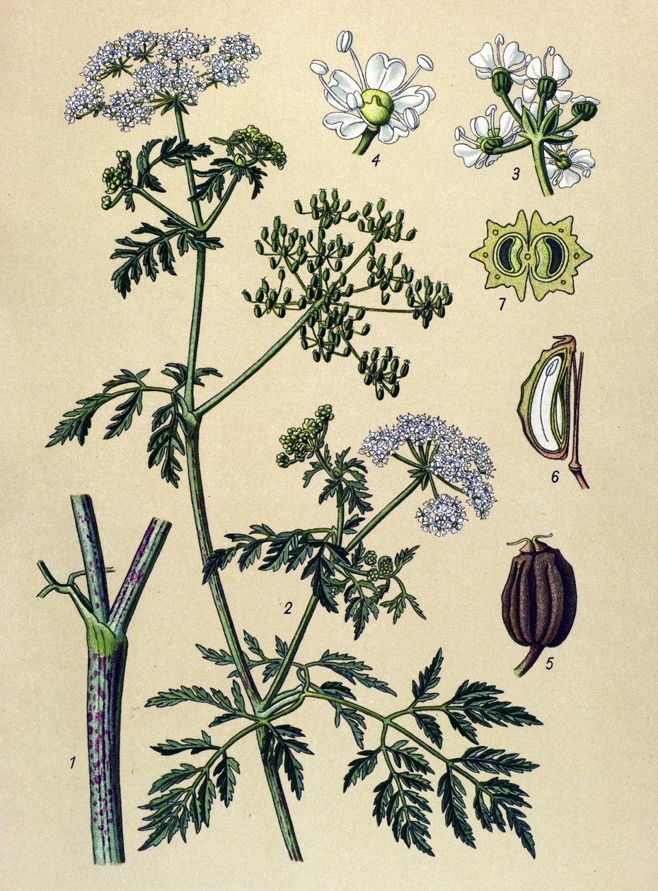 Planche botanique, plante vénéneuse (toxique) : ciguë (Conium maculatum) - Unbekannter Künstler