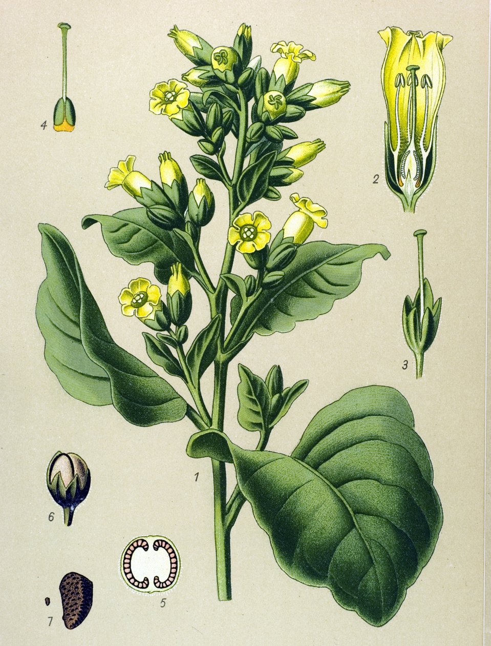 Tableau botanique, plante vénéneuse (toxique) : tabac blanc Mapacho (Nicotiana rustica) (Nicotiana tabacum) - Unbekannter Künstler