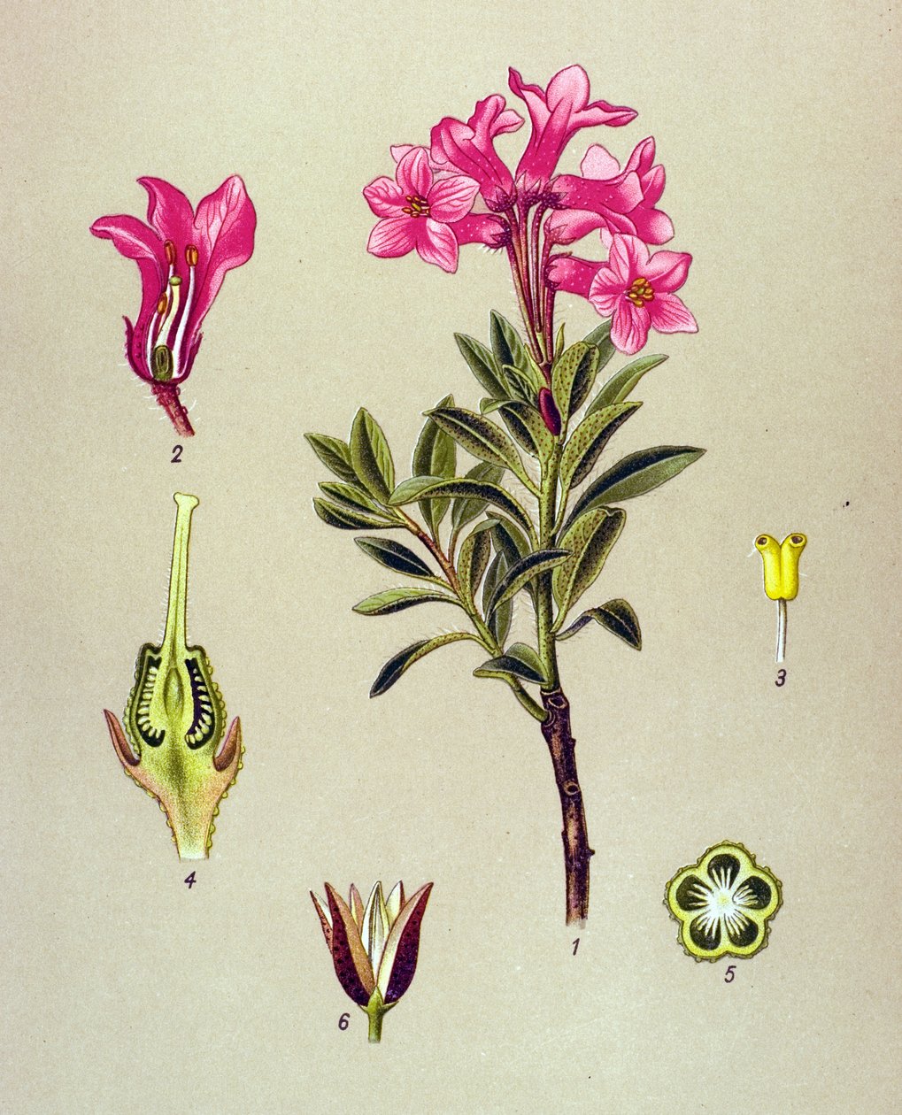 Planche botanique, plante vénéneuse (toxique) : rhododendron cilié (Rhododendron hirsutum) - Unbekannter Künstler