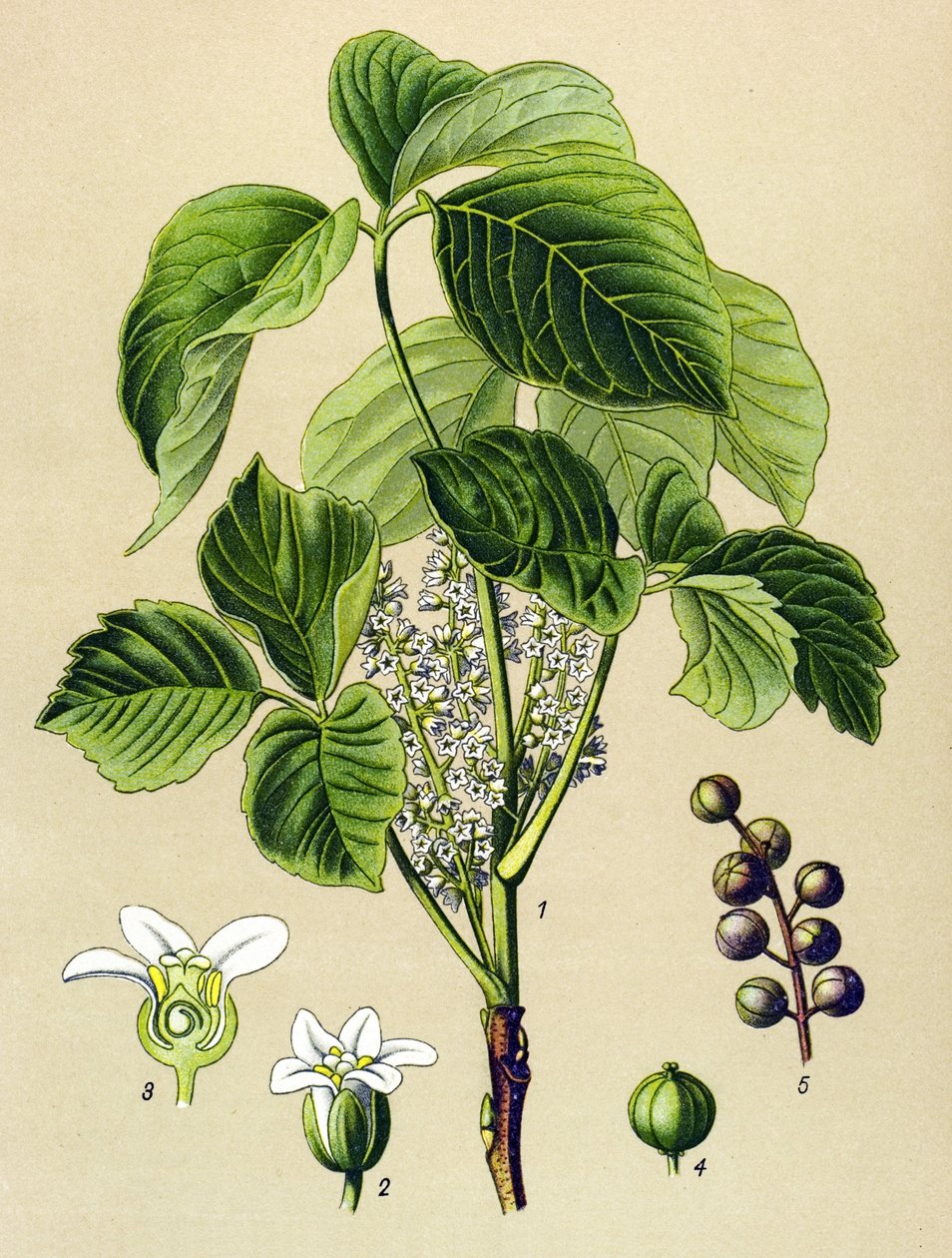 Planche botanique, plante vénéneuse : sumac grimpant (Rhus toxicodendron) - Unbekannter Künstler