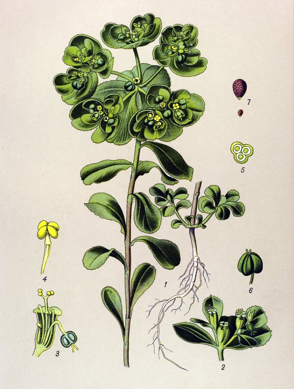 Planche botanique, plante vénéneuse (toxique) : euphorbe réveil-matin ou petite lumière (Euphorbia helioscopia) - Unbekannter Künstler