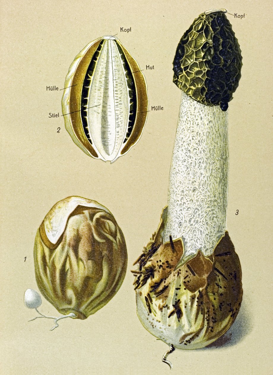 Planche botanique avec champignon comestible : satyre puant (Phallus impudicus) - Unbekannter Künstler