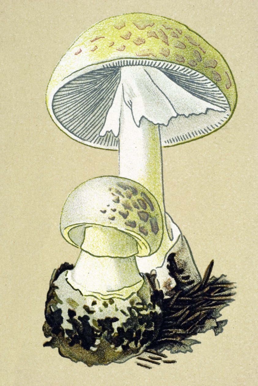 Planche botanique avec champignon toxique : amanite phalloïde (Amanita phalloides) - Unbekannter Künstler