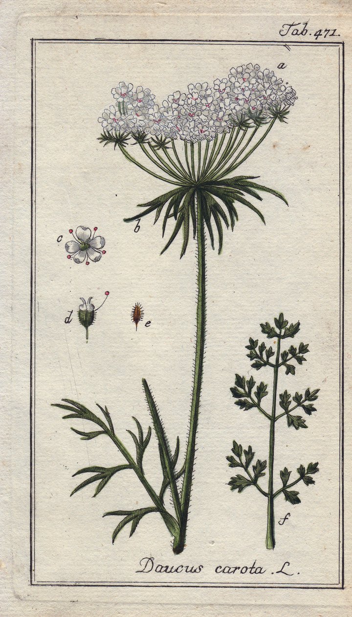 Botanique : fleur de carotte - Fleurs et feuilles de carotte, Daucus carota. Gravure sur cuivre coloriée à la main d