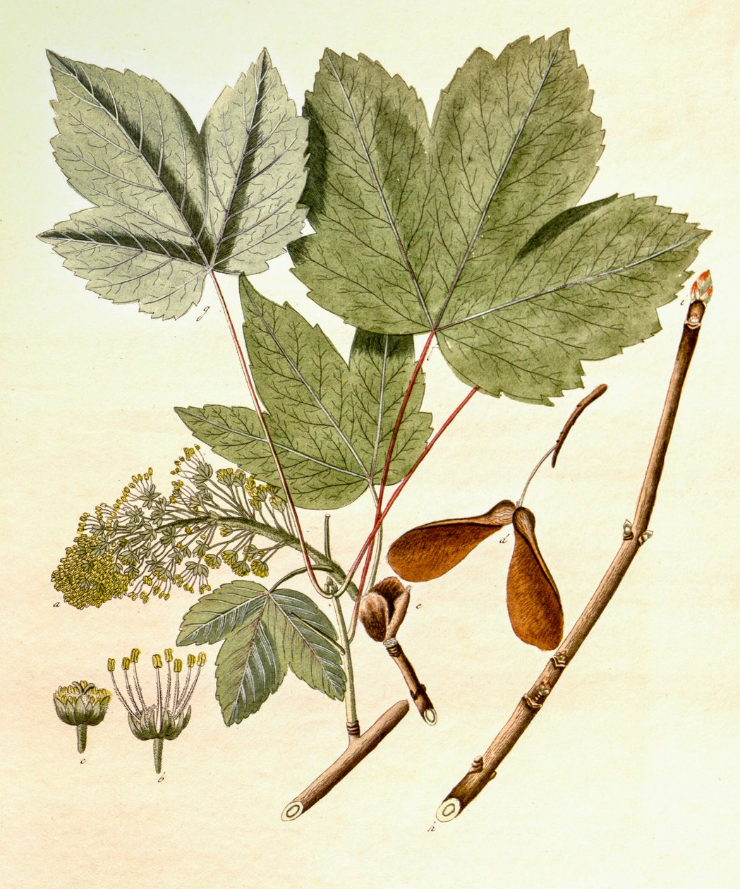Illustration botanique/Acer pseudoplatanus/Érable sycomore - Unbekannt