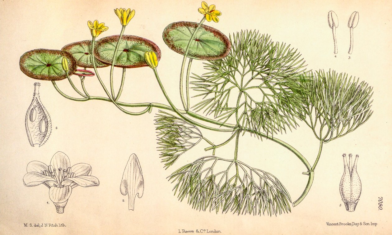 Illustration botanique/Cabomba aquatica - Unbekannt