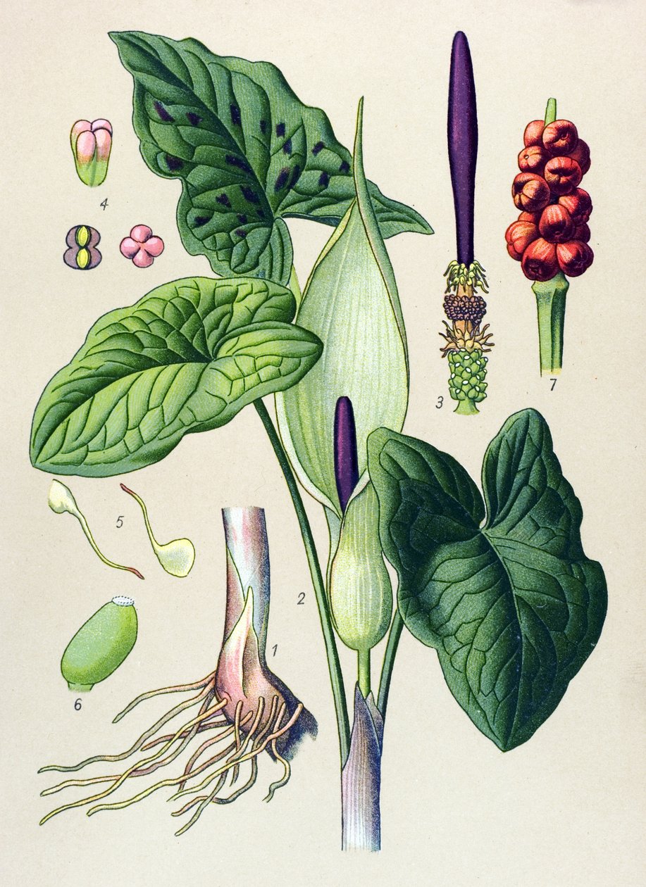 Planche botanique. Plante vénéneuse (toxique) et médicinale : gouet tacheté (Arum maculatum) - Unbekannter Künstler