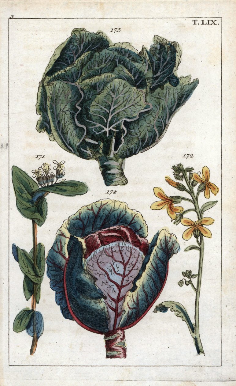 Botanique : chou, Chou, Brassica oleracea capitata, fleur 172 et tête de feuilles 173, chou rouge, Brassica oleracea rubra - Unbekannter Künstler