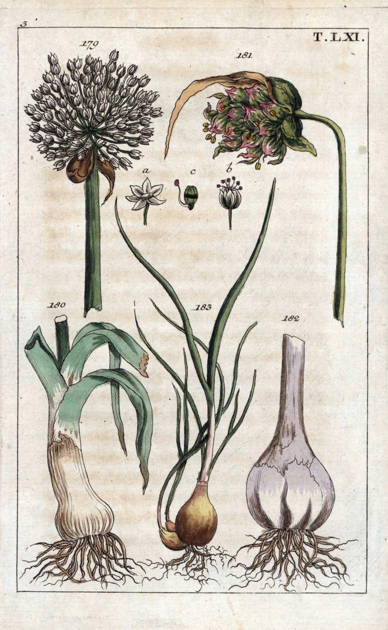 Botanique : poireau, ail, échalote - Poireau, Allium pollum 179, fleur d