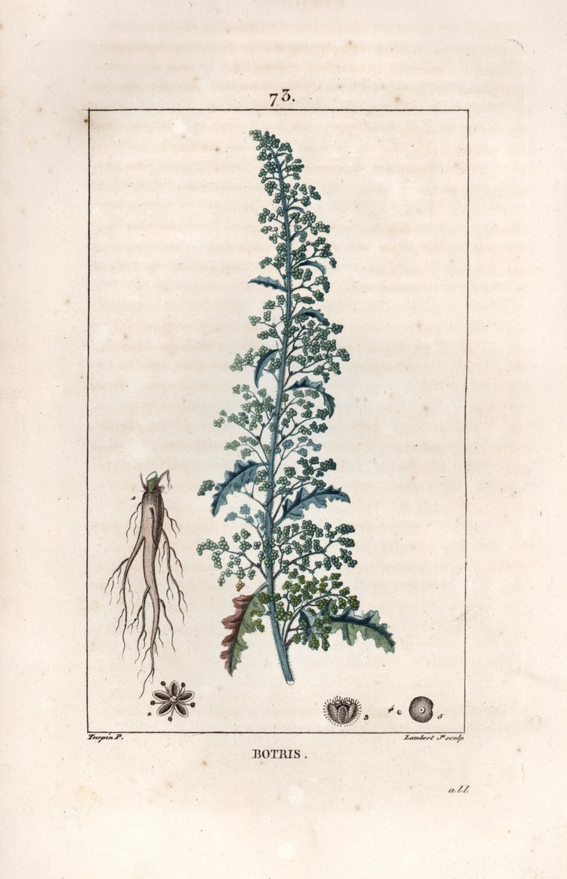 Botris (Chenopodium botrys) - Gravure par Lambert fils, d