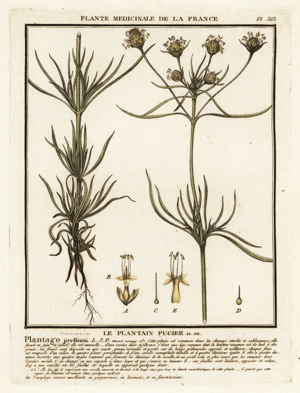 Plantain ramifié, Plantago indica - Unbekannter Künstler