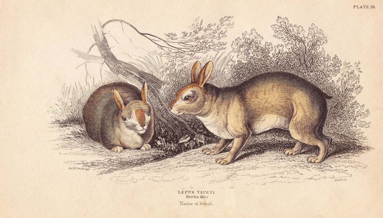 Lapin brésilien - Unbekannter Künstler