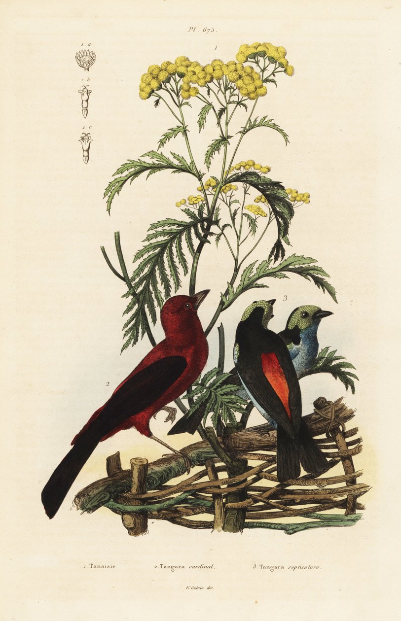 Tangara écarlate, Ramphocelus bresilius, et tangara du paradis, Tangara chilensis - Unbekannt