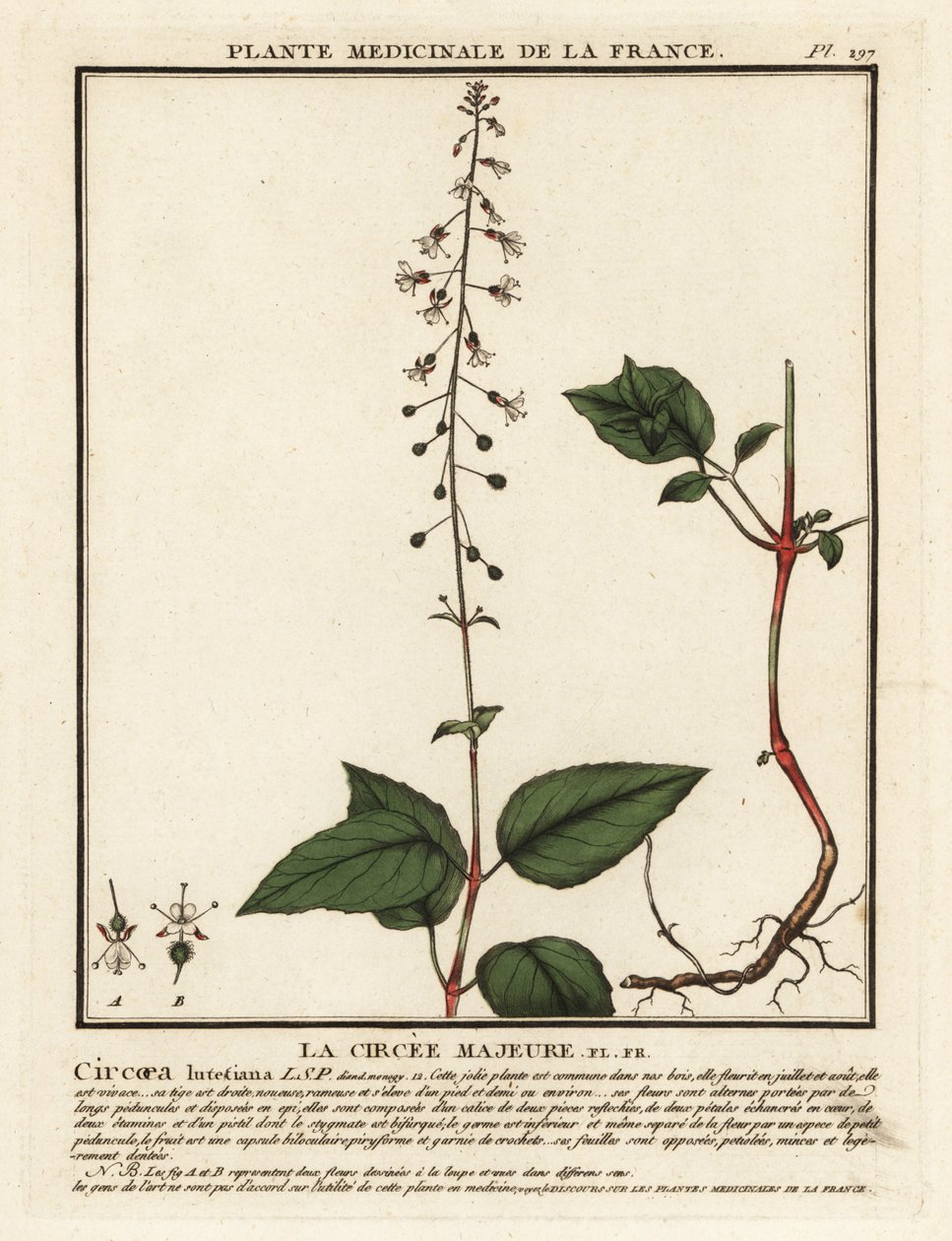 Circée de Paris, Circaea lutetiana - Unbekannter Künstler