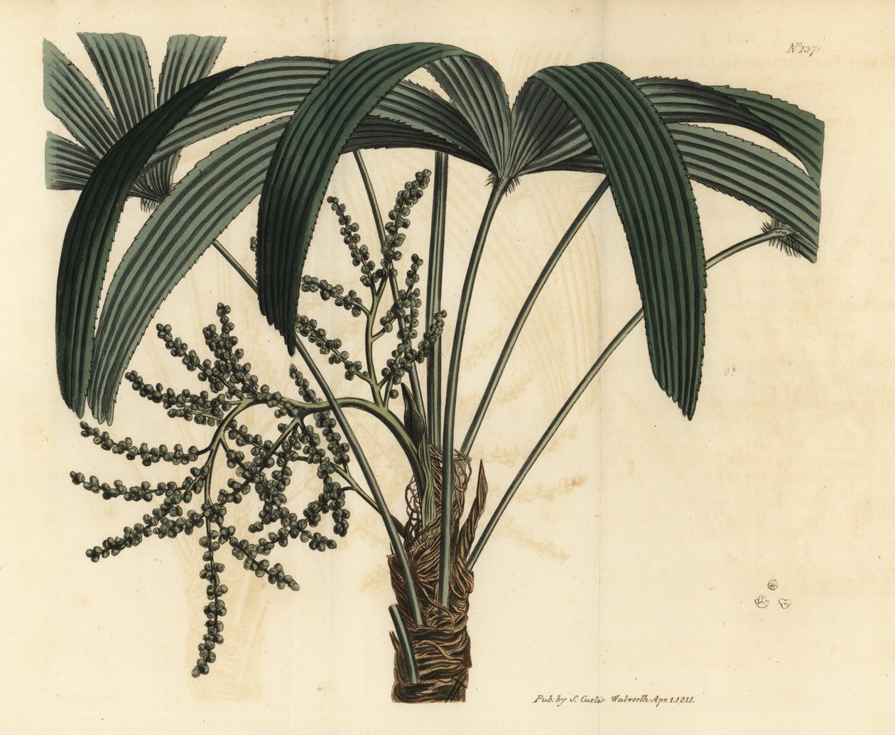 Palmier à feuilles larges, Rhapis excelsa - Unbekannt