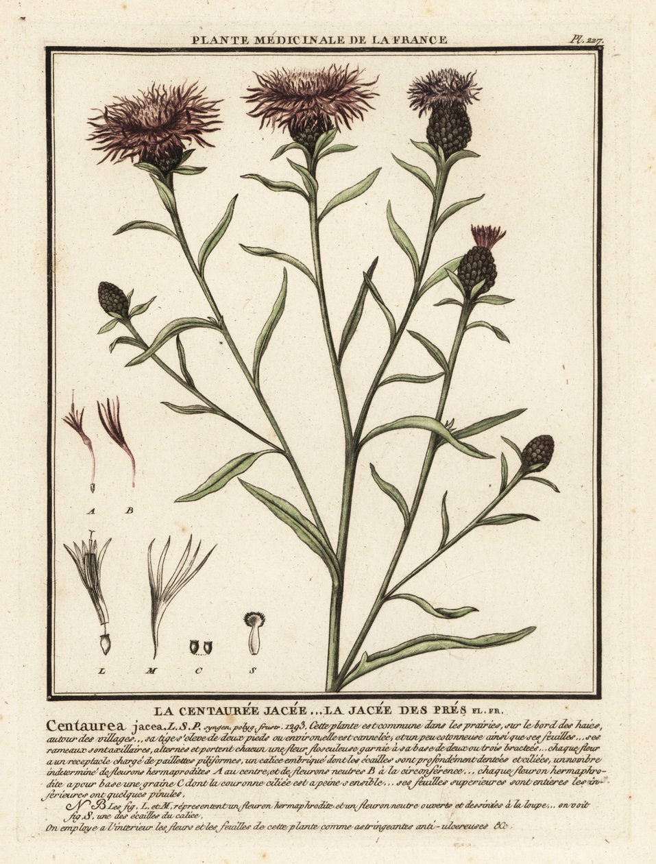 Centaurea jacea - Unbekannter Künstler