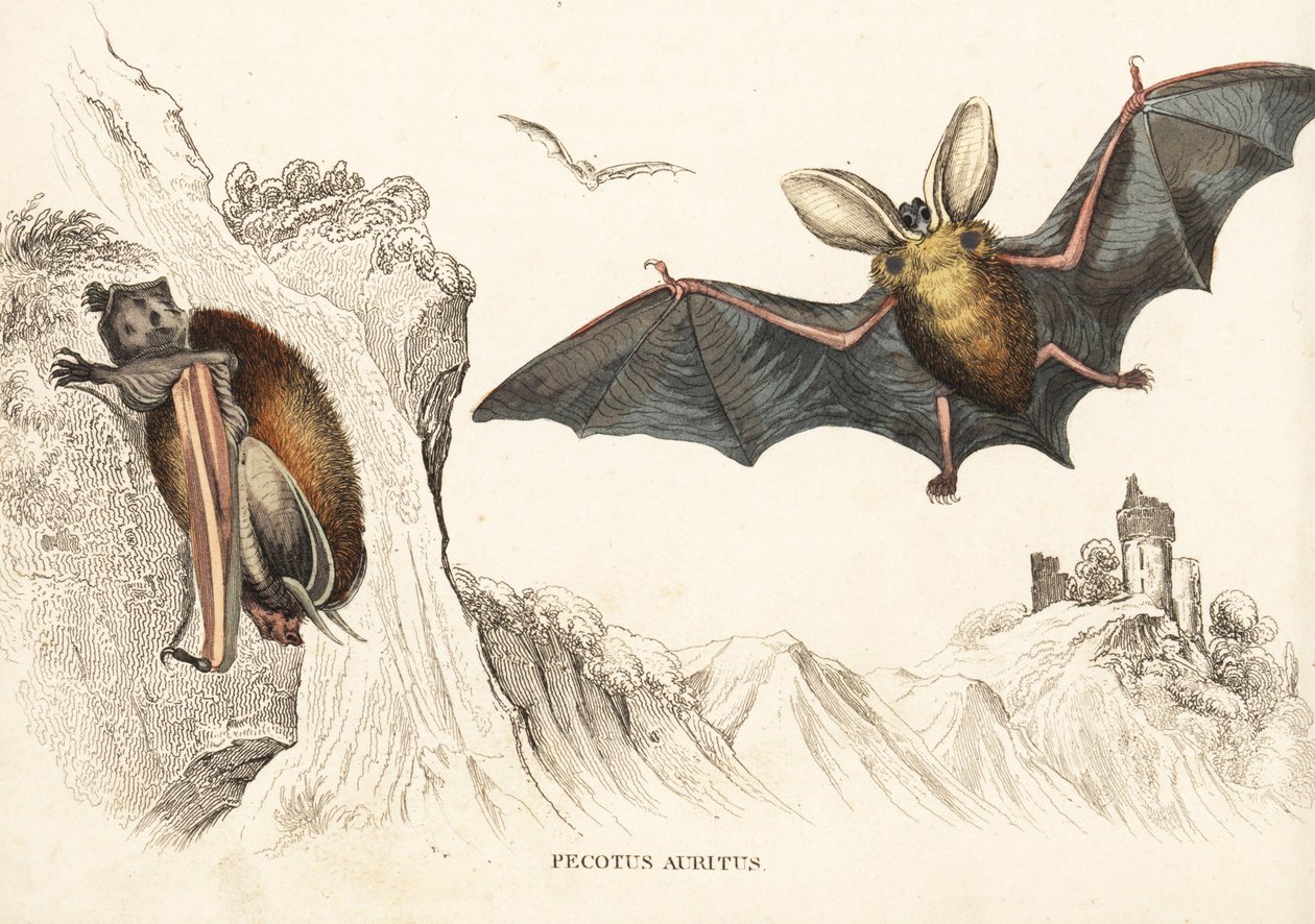 Grand murin ou murin à longues oreilles. Gravure sur acier coloriée à la main de la Galerie d