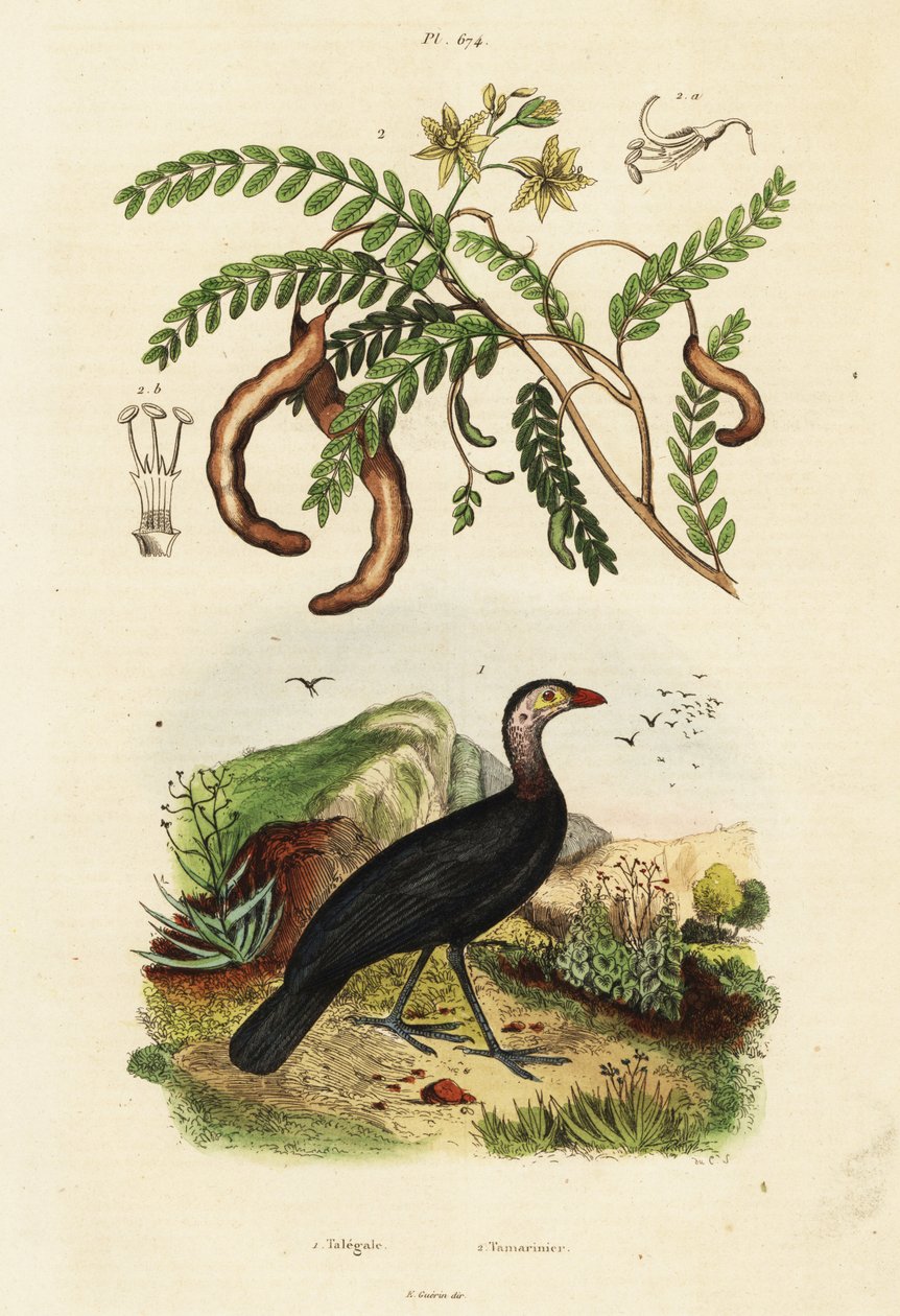 Dindon brosse et tamarin.,1834-1839 (gravure) - Unbekannter Künstler